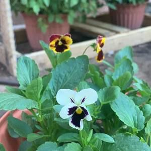 Meet your Posher, Catalina